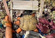 foto_12